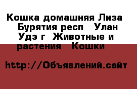 Кошка домашняя Лиза - Бурятия респ., Улан-Удэ г. Животные и растения » Кошки   